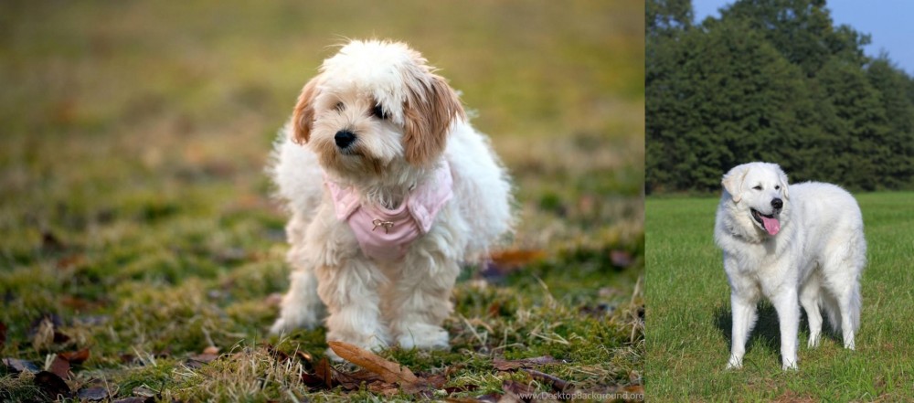 Kuvasz vs West Highland White Terrier - Breed Comparison