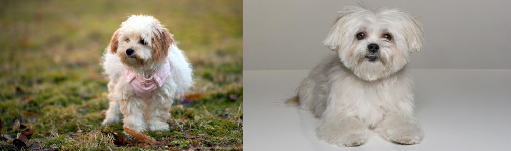 Kyi-Leo vs West Highland White Terrier - Breed Comparison