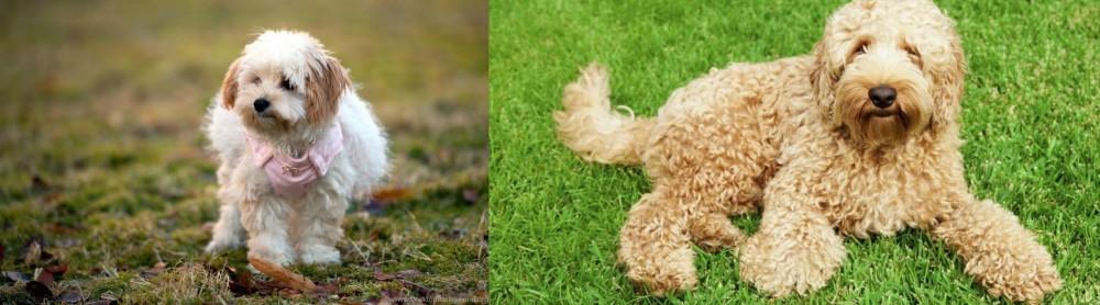 Labradoodle vs West Highland White Terrier - Breed Comparison