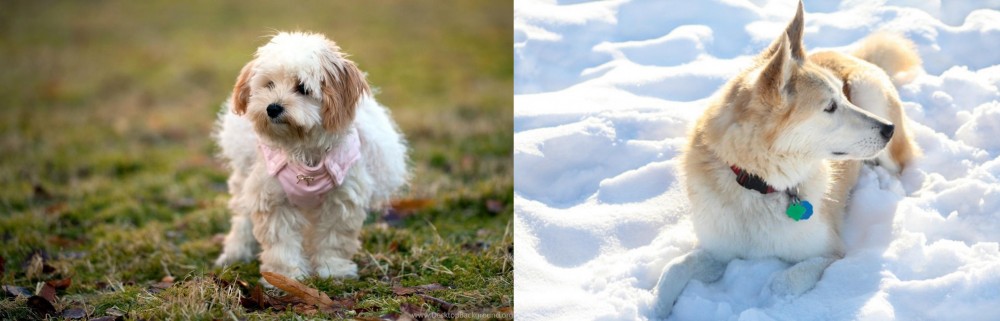 Labrador Husky vs West Highland White Terrier - Breed Comparison