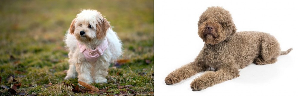 Lagotto Romagnolo vs West Highland White Terrier - Breed Comparison