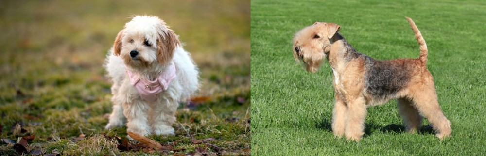 Lakeland Terrier vs West Highland White Terrier - Breed Comparison