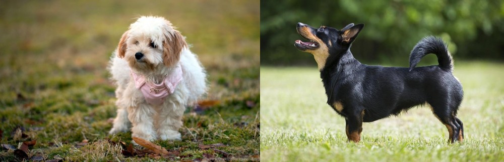 Lancashire Heeler vs West Highland White Terrier - Breed Comparison