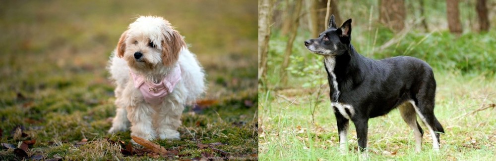 Lapponian Herder vs West Highland White Terrier - Breed Comparison