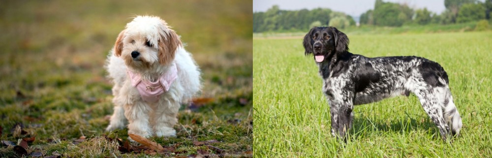 Large Munsterlander vs West Highland White Terrier - Breed Comparison
