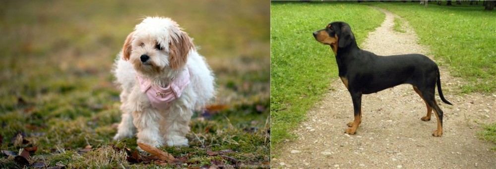 Latvian Hound vs West Highland White Terrier - Breed Comparison