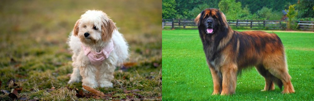 Leonberger vs West Highland White Terrier - Breed Comparison