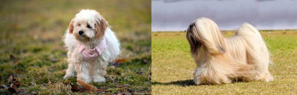Lhasa Apso vs West Highland White Terrier - Breed Comparison