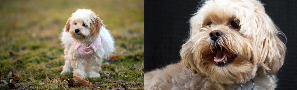 Lhasapoo vs West Highland White Terrier - Breed Comparison