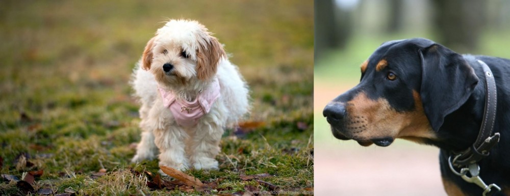 Lithuanian Hound vs West Highland White Terrier - Breed Comparison