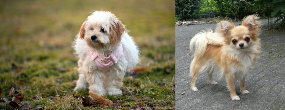Long Haired Chihuahua vs West Highland White Terrier - Breed Comparison