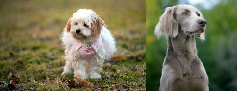 Longhaired Weimaraner vs West Highland White Terrier - Breed Comparison