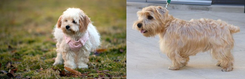 Lucas Terrier vs West Highland White Terrier - Breed Comparison