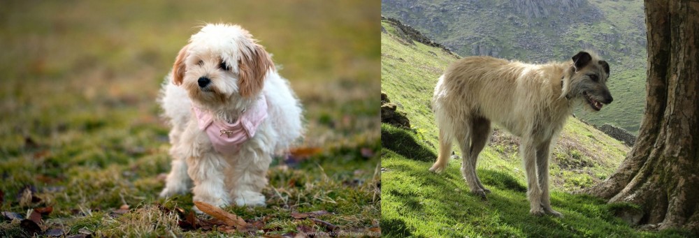 Lurcher vs West Highland White Terrier - Breed Comparison