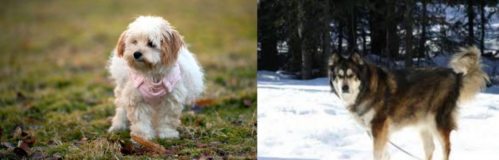 Mackenzie River Husky vs West Highland White Terrier - Breed Comparison