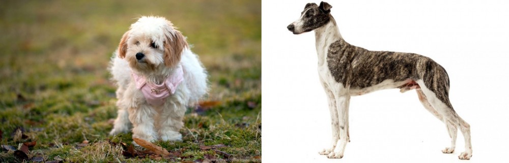 Magyar Agar vs West Highland White Terrier - Breed Comparison