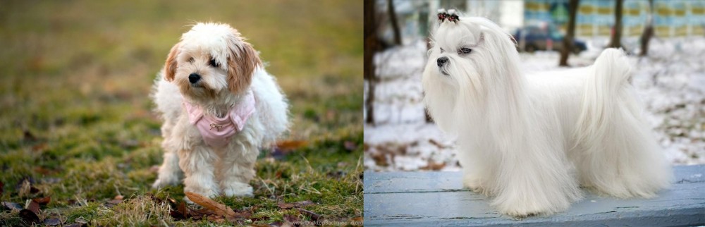 Maltese vs West Highland White Terrier - Breed Comparison