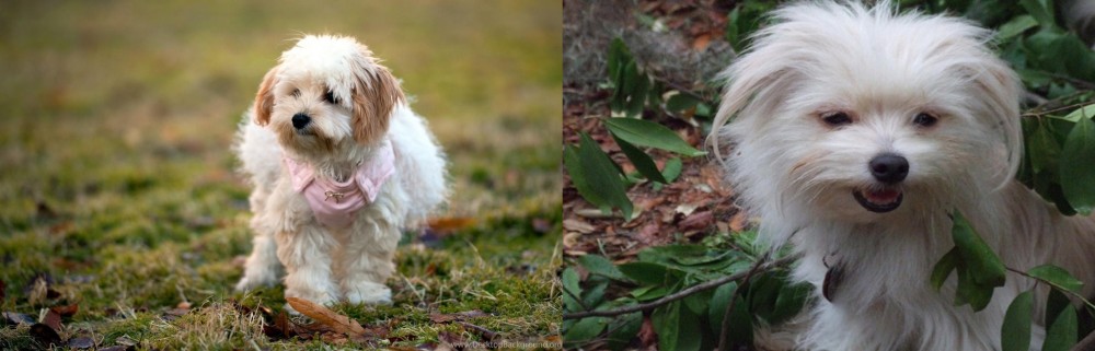 Malti-Pom vs West Highland White Terrier - Breed Comparison