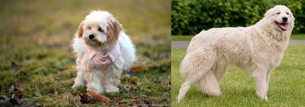 Maremma Sheepdog vs West Highland White Terrier - Breed Comparison
