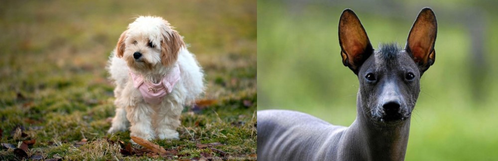 Mexican Hairless vs West Highland White Terrier - Breed Comparison