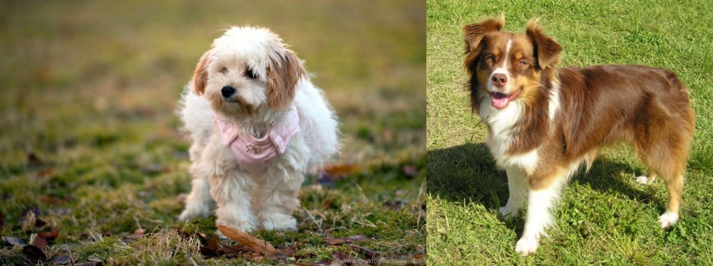 Miniature Australian Shepherd vs West Highland White Terrier - Breed Comparison
