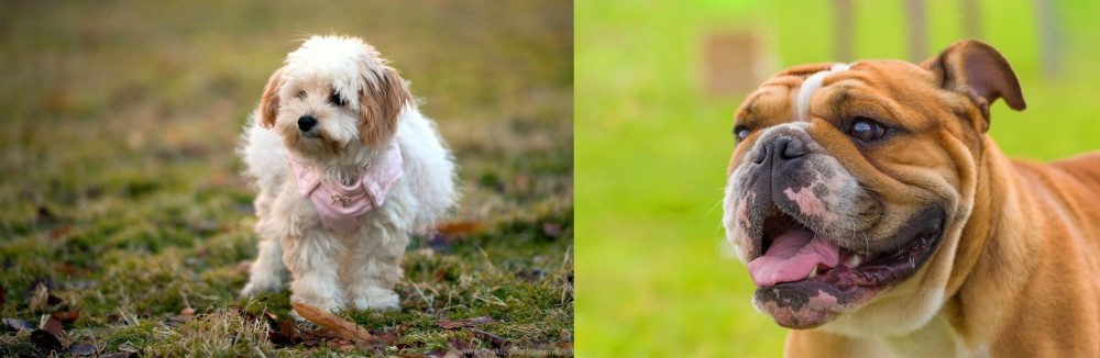 Miniature English Bulldog vs West Highland White Terrier - Breed Comparison