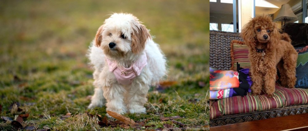 Miniature Poodle vs West Highland White Terrier - Breed Comparison