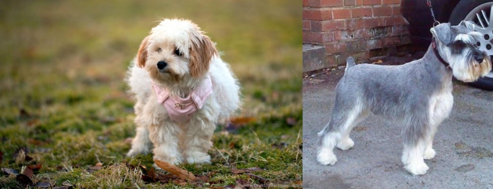 Miniature Schnauzer vs West Highland White Terrier - Breed Comparison