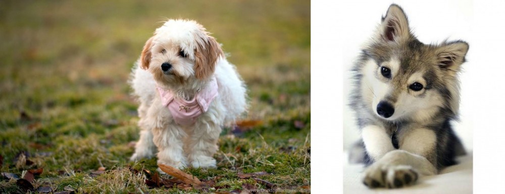Miniature Siberian Husky vs West Highland White Terrier - Breed Comparison