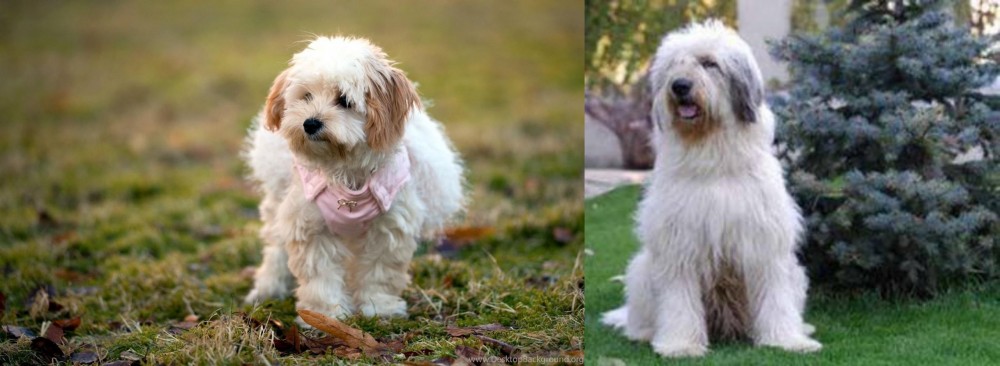Mioritic Sheepdog vs West Highland White Terrier - Breed Comparison