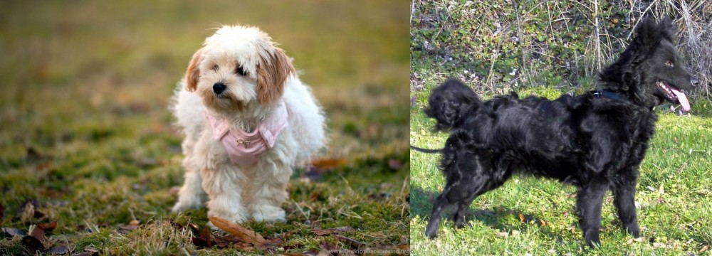 Mudi vs West Highland White Terrier - Breed Comparison
