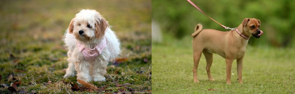 Muggin vs West Highland White Terrier - Breed Comparison