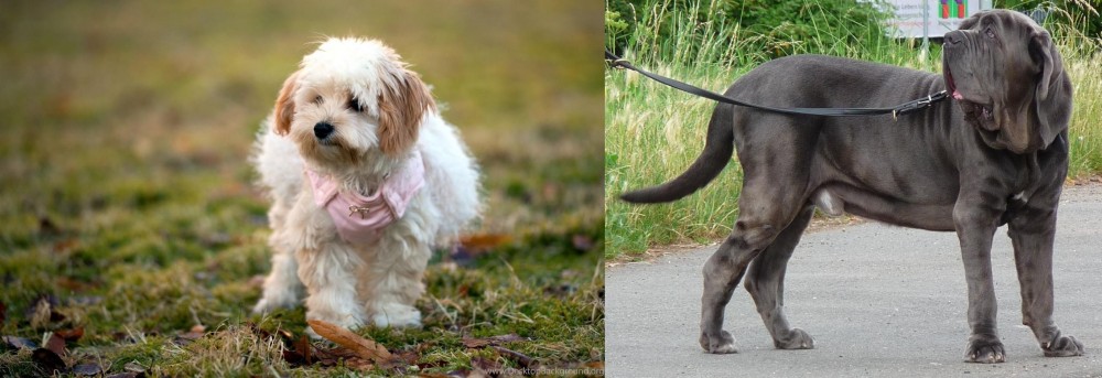 Neapolitan Mastiff vs West Highland White Terrier - Breed Comparison