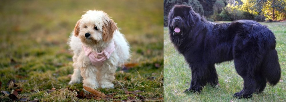 Newfoundland Dog vs West Highland White Terrier - Breed Comparison