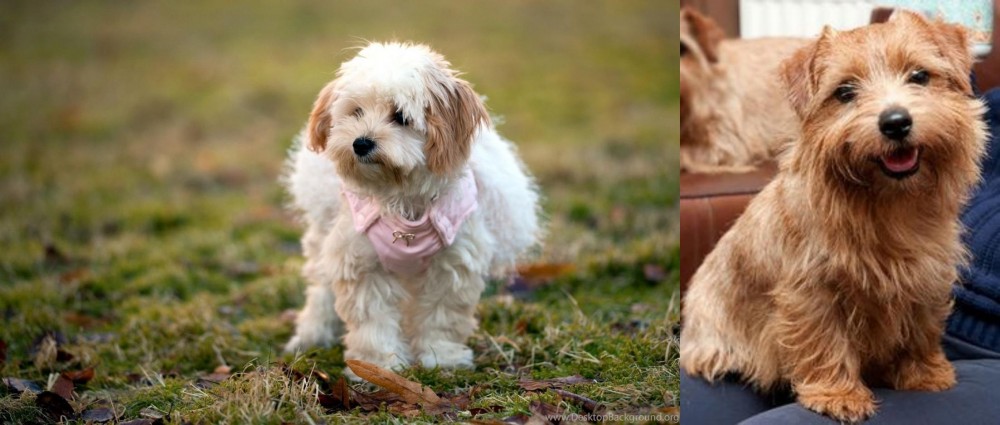 Norfolk Terrier vs West Highland White Terrier - Breed Comparison