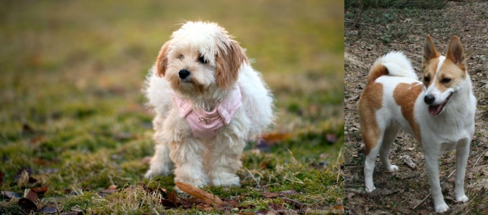 Norrbottenspets vs West Highland White Terrier - Breed Comparison
