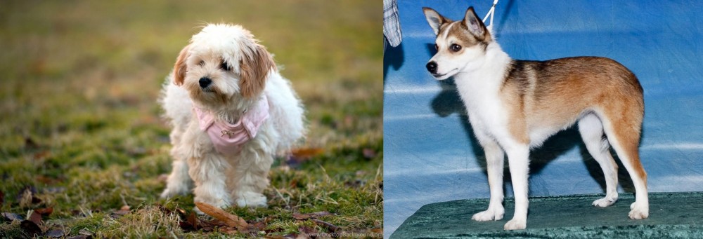 Norwegian Lundehund vs West Highland White Terrier - Breed Comparison