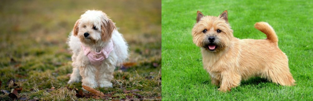 Norwich Terrier vs West Highland White Terrier - Breed Comparison