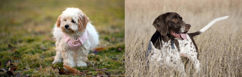 Old Danish Pointer vs West Highland White Terrier - Breed Comparison