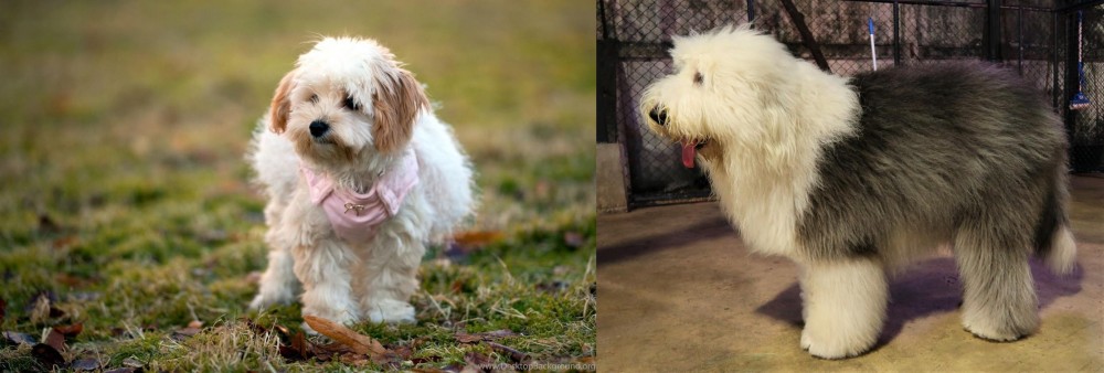 Old English Sheepdog vs West Highland White Terrier - Breed Comparison