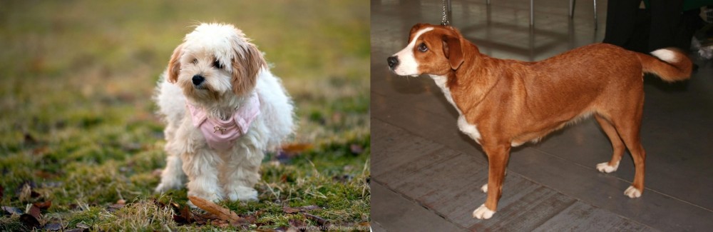 Osterreichischer Kurzhaariger Pinscher vs West Highland White Terrier - Breed Comparison