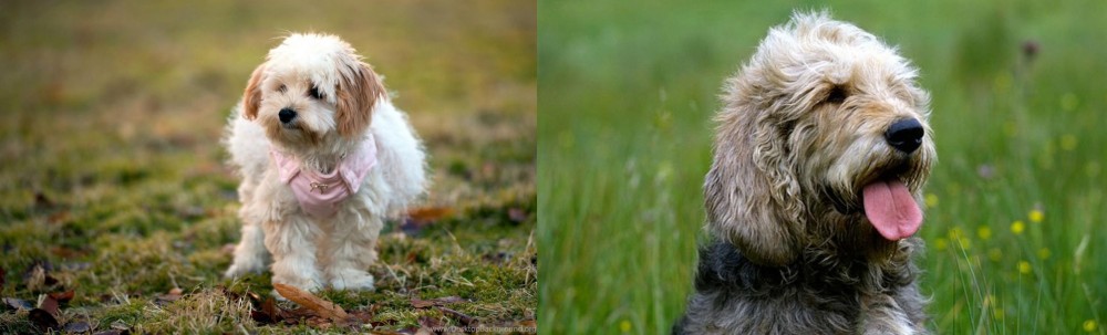Otterhound vs West Highland White Terrier - Breed Comparison