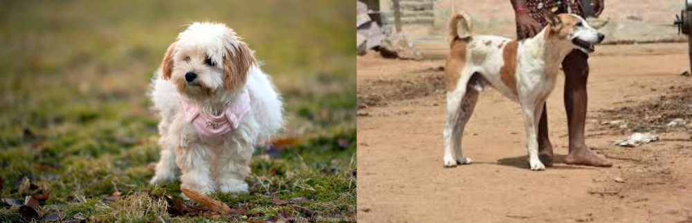 Pandikona vs West Highland White Terrier - Breed Comparison