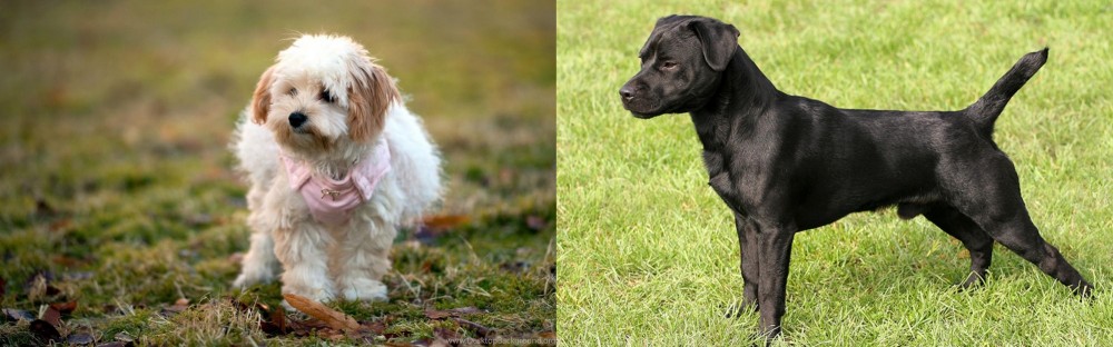 Patterdale Terrier vs West Highland White Terrier - Breed Comparison