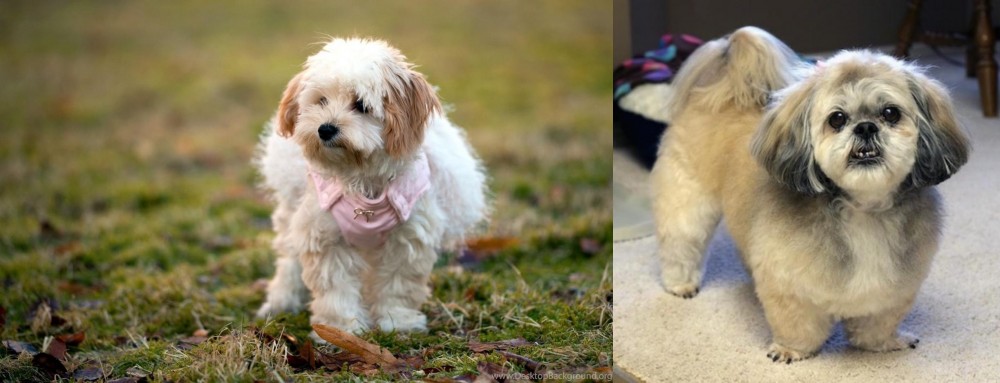 PekePoo vs West Highland White Terrier - Breed Comparison