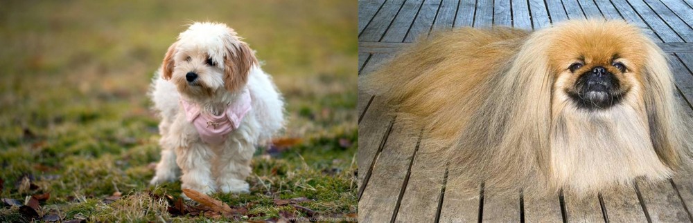 Pekingese vs West Highland White Terrier - Breed Comparison