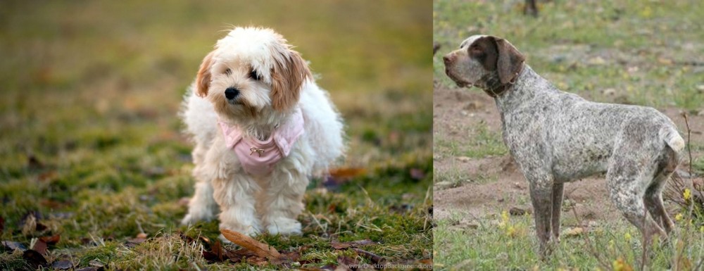 Perdiguero de Burgos vs West Highland White Terrier - Breed Comparison