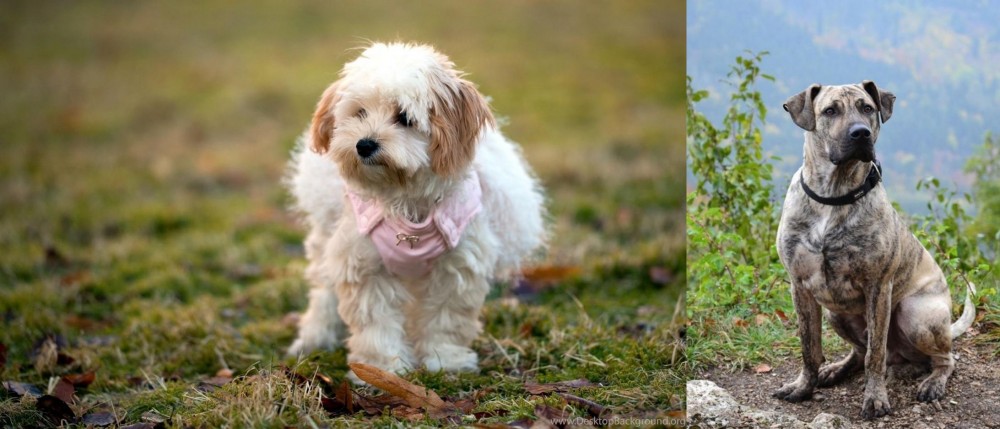 Perro Cimarron vs West Highland White Terrier - Breed Comparison