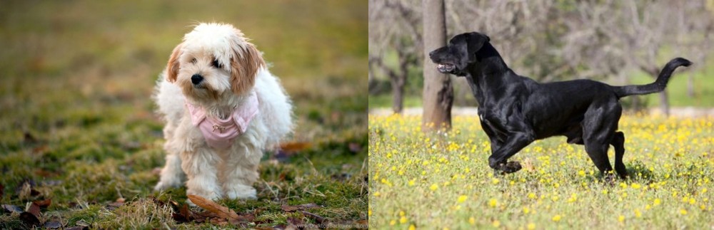 Perro de Pastor Mallorquin vs West Highland White Terrier - Breed Comparison