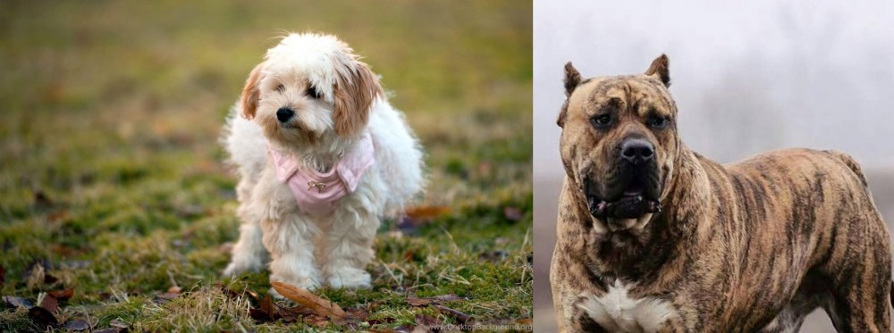 Perro de Presa Canario vs West Highland White Terrier - Breed Comparison
